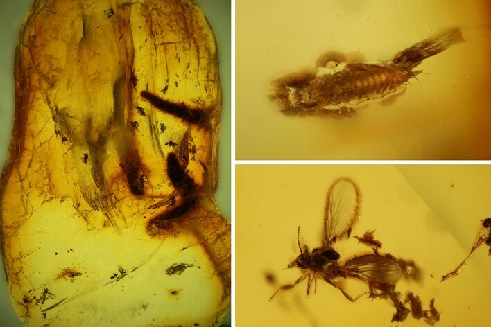 Fossil Fly Swarm (Diptera) and an Unidentified Larva in Baltic Amber #135080